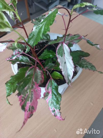 Герань душистая и гибискус