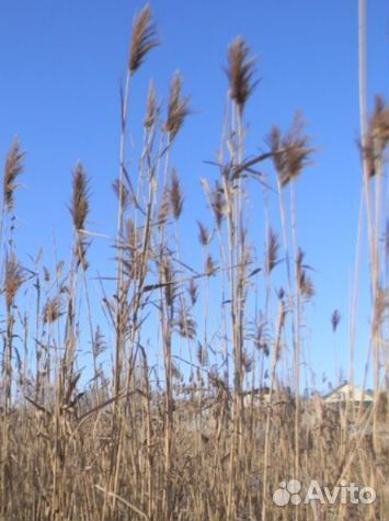 Камыш корень