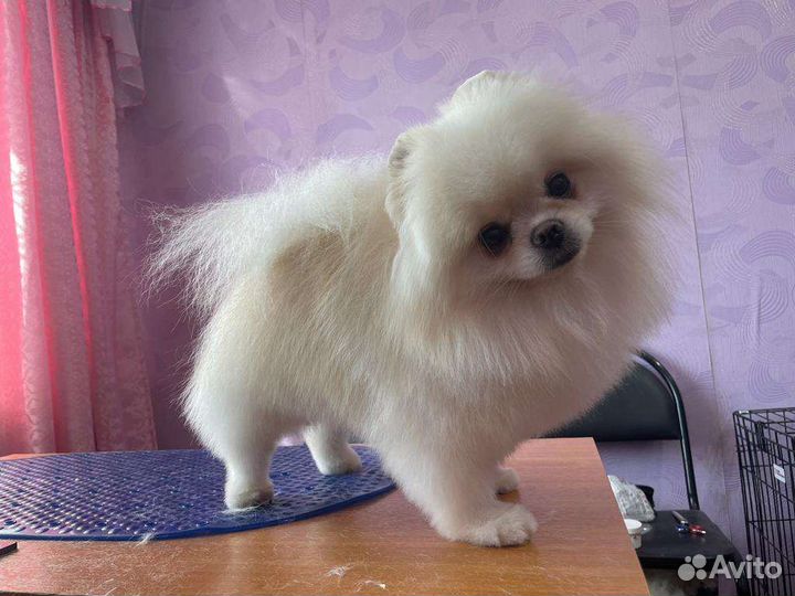 Супер Мачо Пом вязка