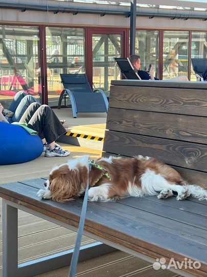 Аренда собаки для знакомств