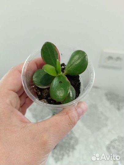 Крассула вариегатная