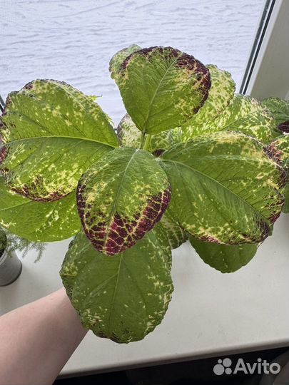 Колеус Аватар