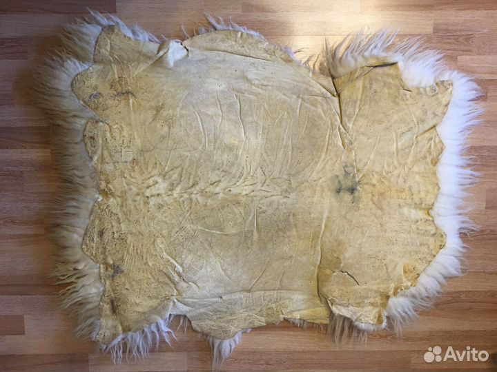 Шкура горного барана