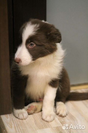 Щенки бордер колли