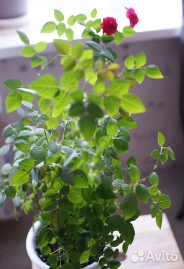 Роза комнатная