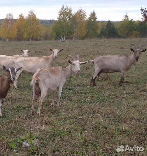 Козы альпийские