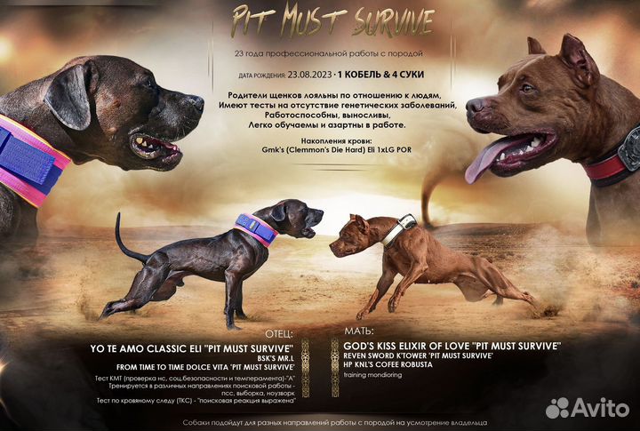 Американский пит-буль терьер (апбт)