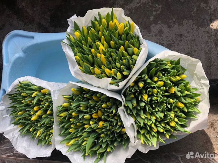 Тюльпаны опт разные цвета