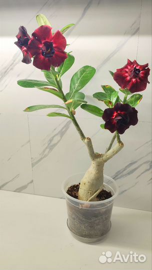 Адениум сортовой