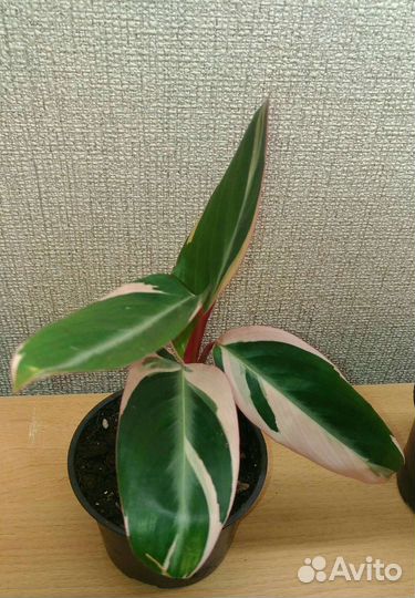 Строманта триколор