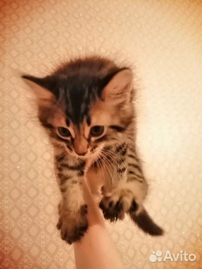 Котята