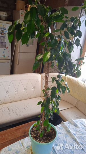 Бенджамина, высота 1 м 40