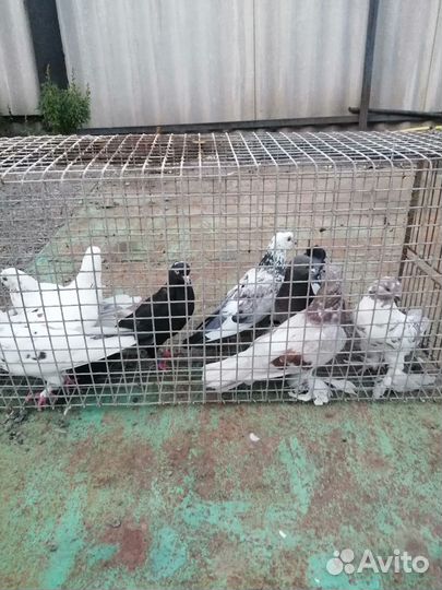 Продам голубей