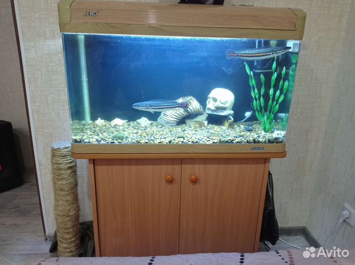 Аквариум