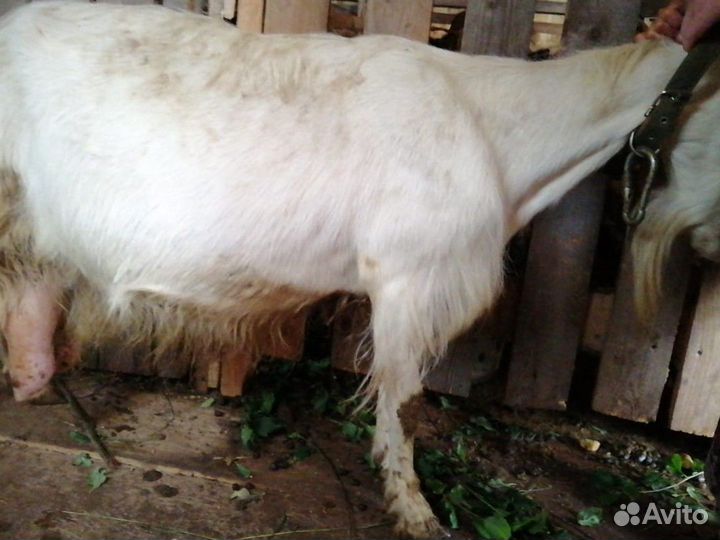 Англонубийские козы, зааненский, альпийский