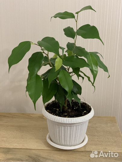 Фикус бенджамина