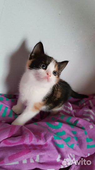 Котята Полубриташки