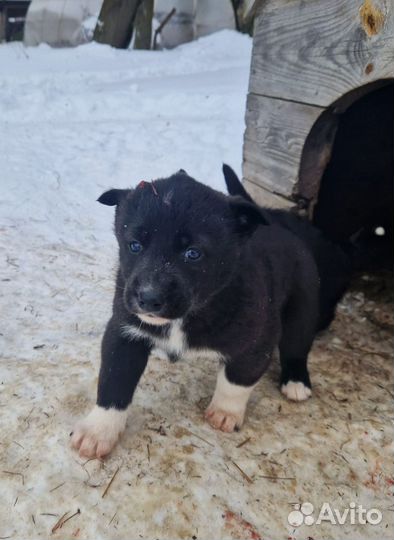 Щенки западно сибирской лайки