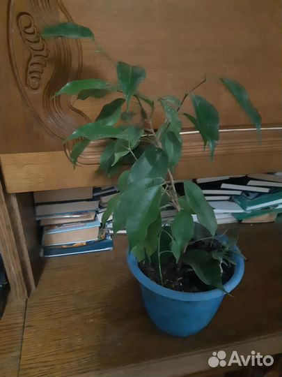 Комнатные растения