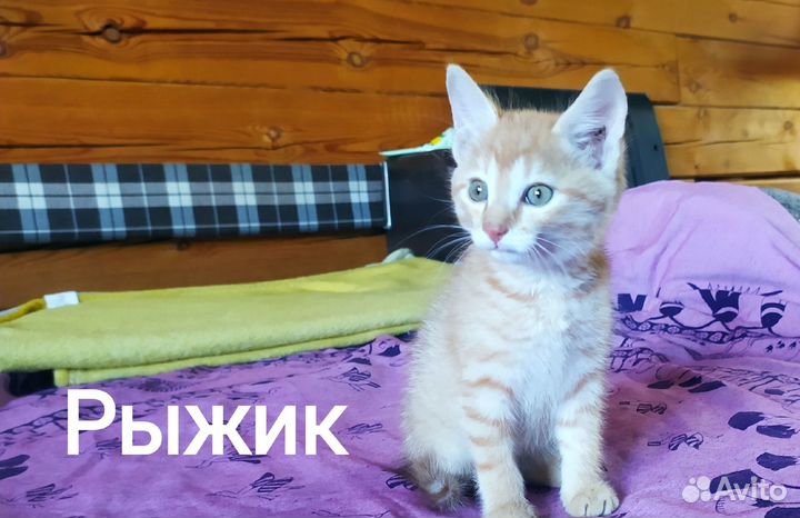 Котята ищут дом