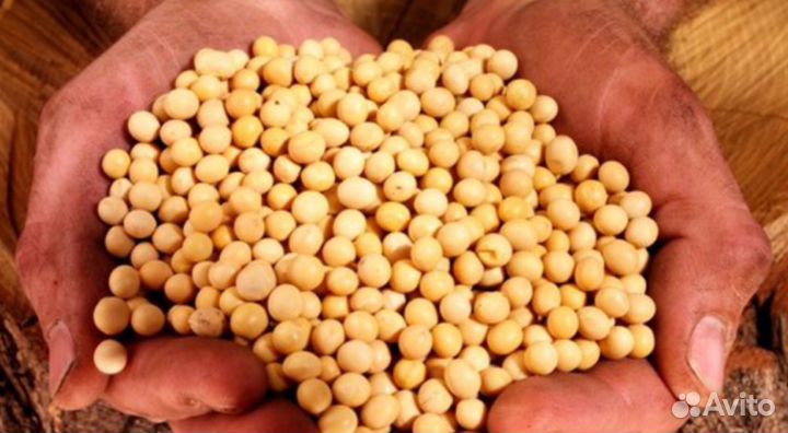 Продам семена сои