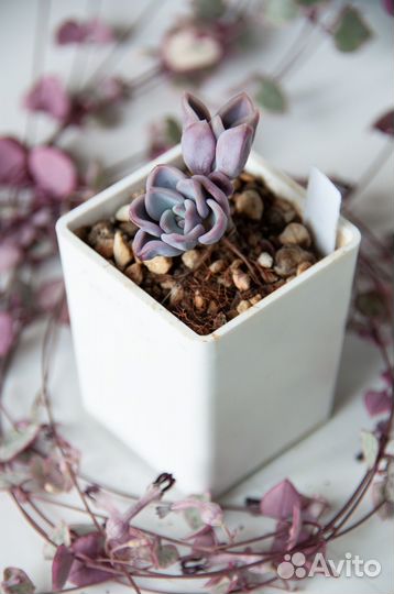 Суккуленты-2 эхеверии, граптоверии