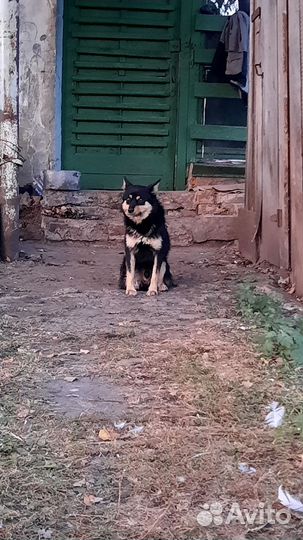 Другие породы