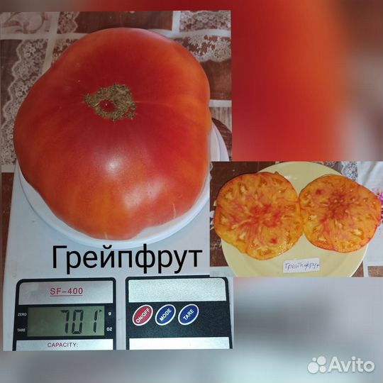 Семена томат помидор
