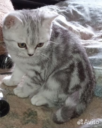 Шотландская