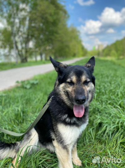 Спокойный маленький Янек ищет дом