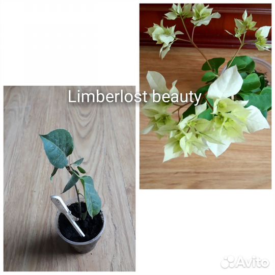 Бугенвиллии