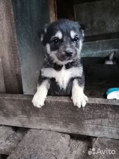 Малышка ищет дом