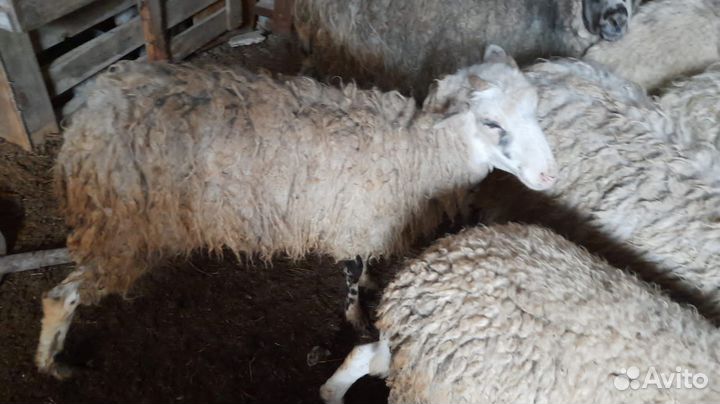 Беременные овцы