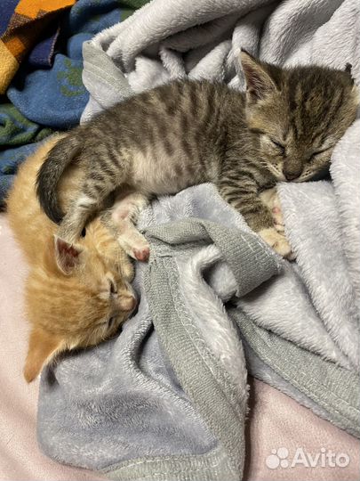 Отдадим котят в дар