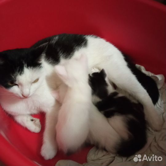 Отдам в добрые руки котенка