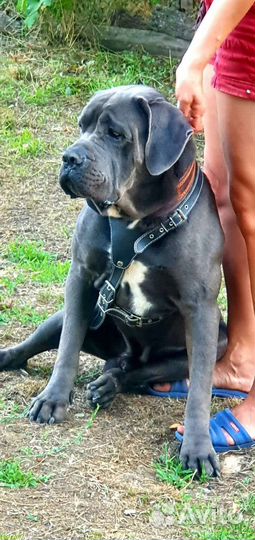 Кобель вязка кане Корсо