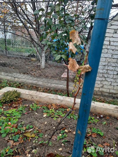 Виноград с кустики малины