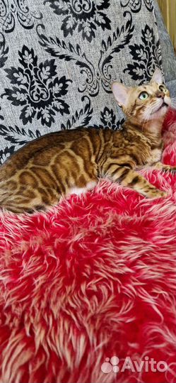 Бенгальская кошка