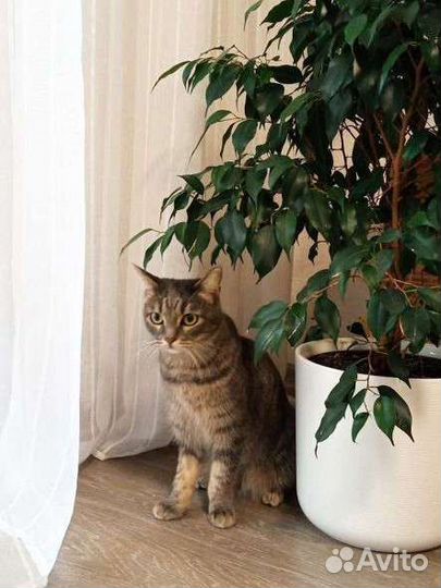 Кошечка в добрые руки