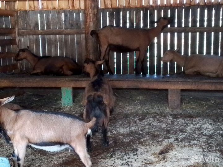 Козы Чехи Дойные