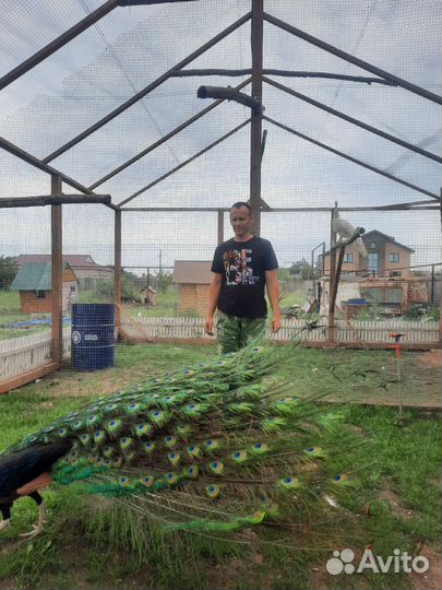 Павлин черноплечий