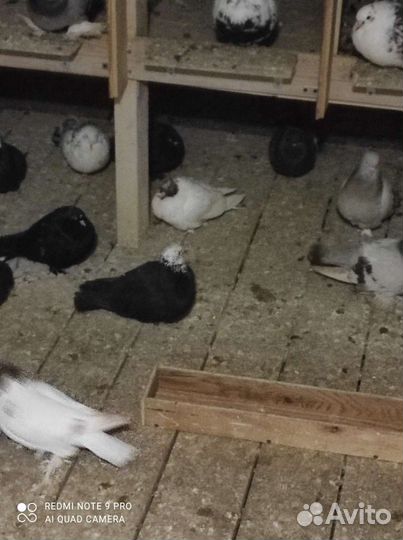 Продам голубей