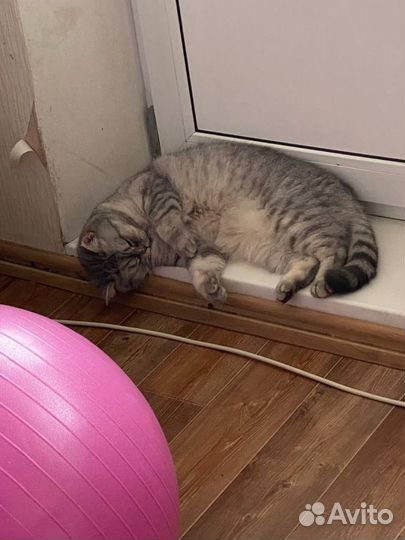 Отдам кошечку