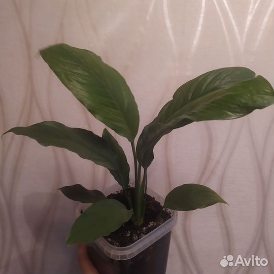 Спатифиллум