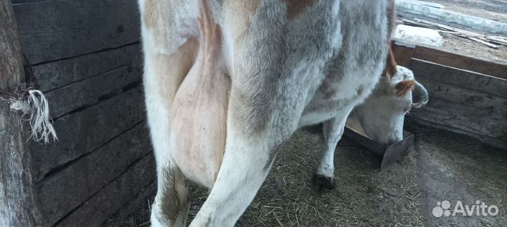 С/х животные коровы