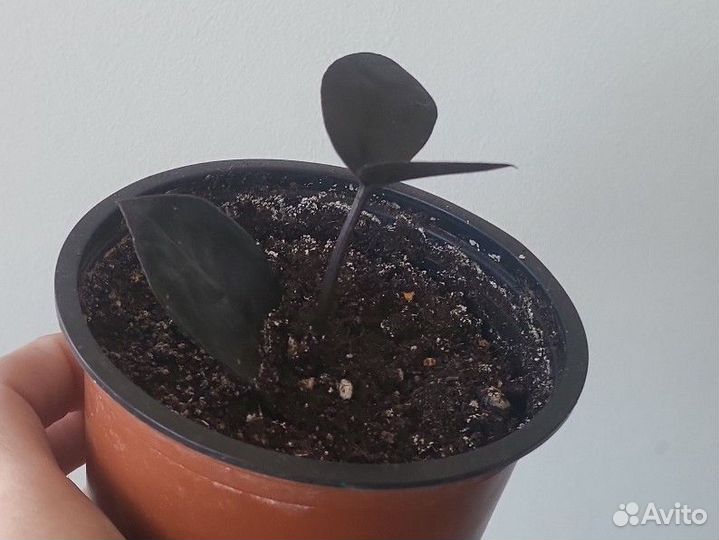 Замиокулькас