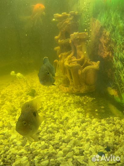 Аквариум с рыбками и декор