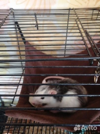 Крыса с клеткой