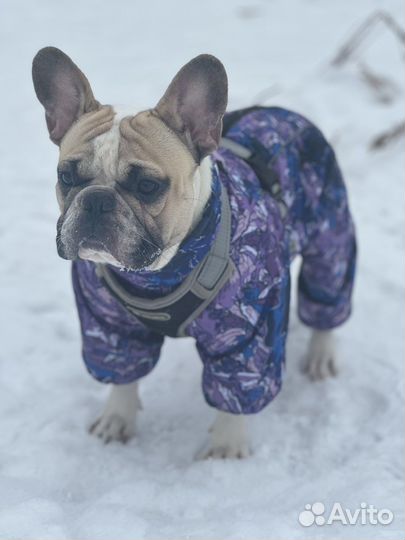 Вязка французский бульдог