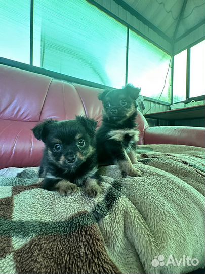 Той-терьер щенки